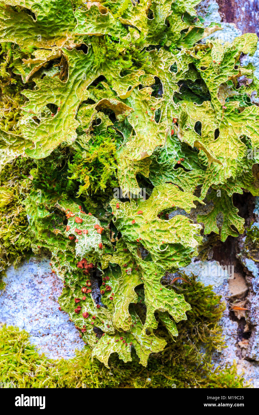 Tree lungwort (Lobaria pulmonaria) lichen. Stock Photo