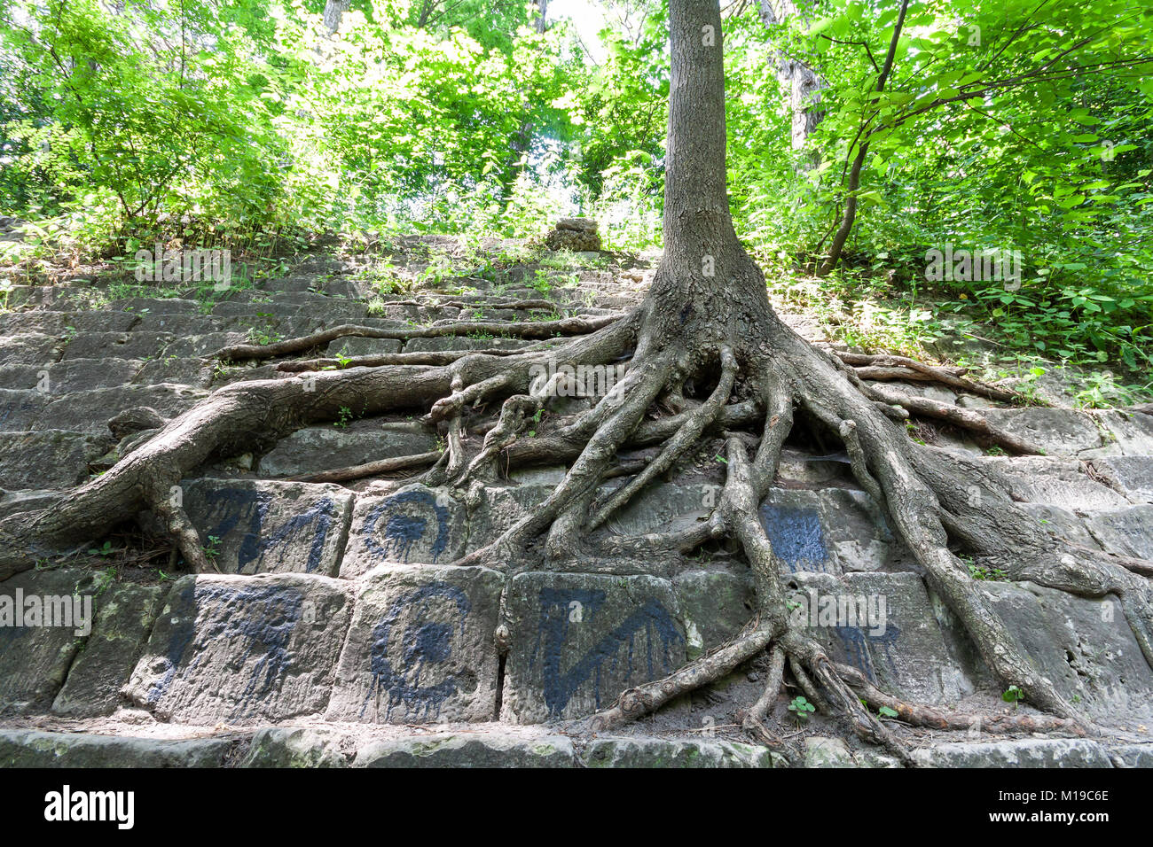 Not Roots Stone Big roots of an old tree on the stones. Beauty in nature Stock Photo ...