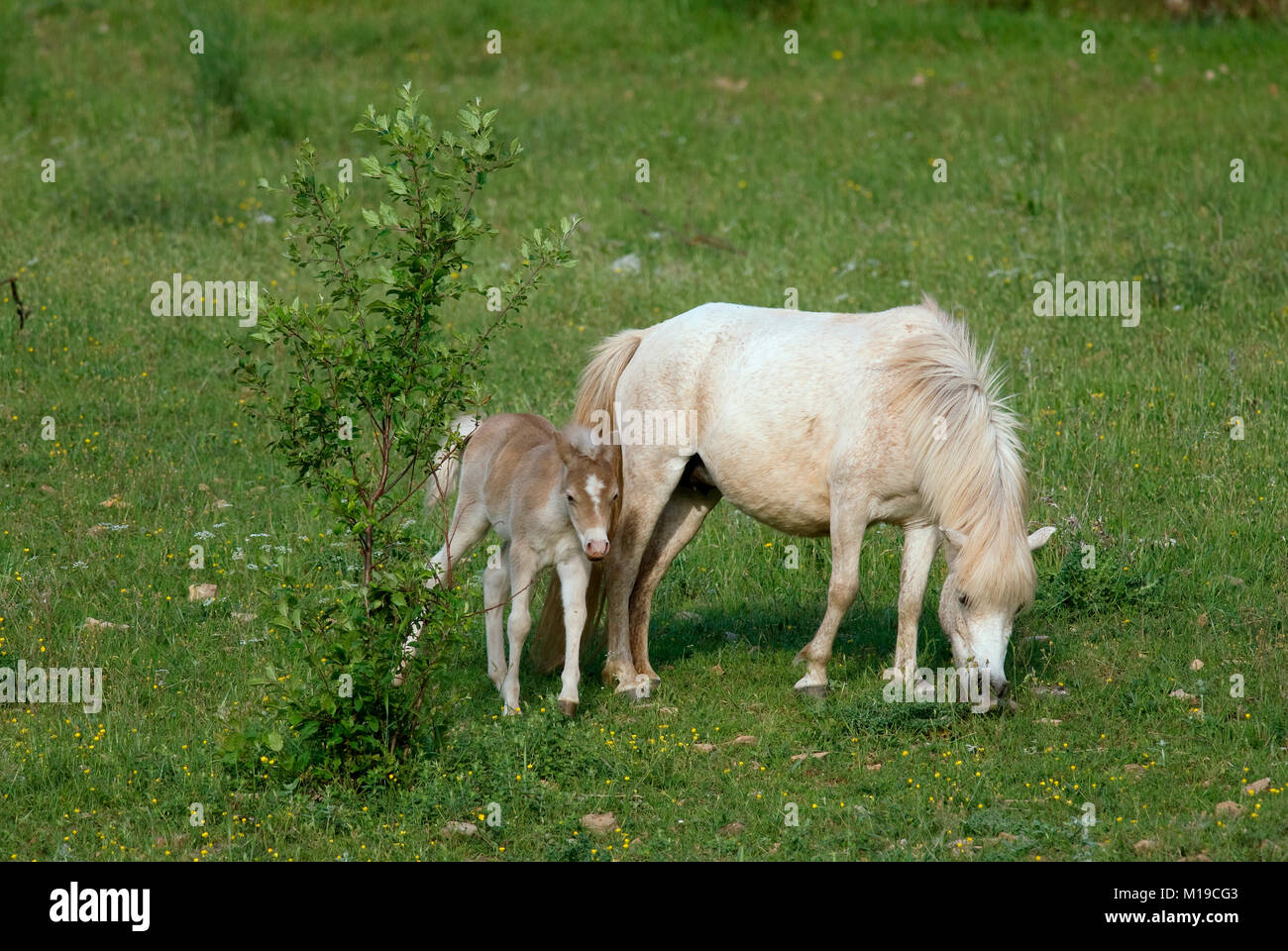 Horse with foal (Equus caballus), Umbria, Italy Stock Photo
