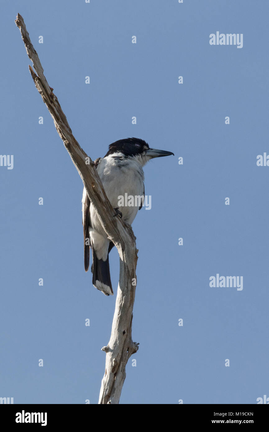 A Grey Butcherbird (Cracticus torquatus) perched in a tree in a local park in a Perth suburb, Western Australia Stock Photo