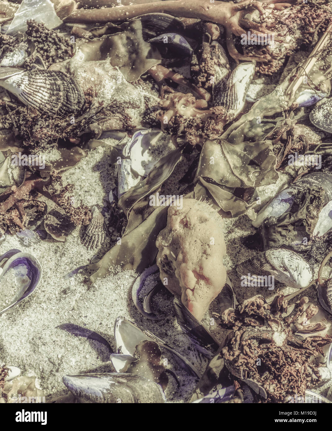 Fine art still life outdoor photo of a collection/a collage of sea plants, mussels and animals stranded on a white sand beach in vintage style Stock Photo