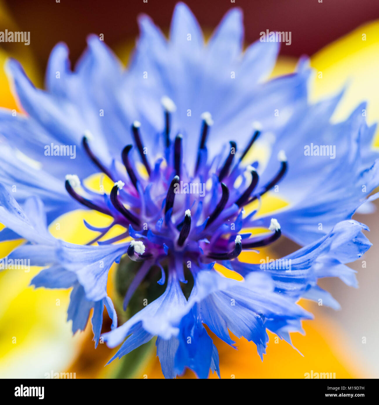 A macro shot of a blue cornflower bloom. Stock Photo