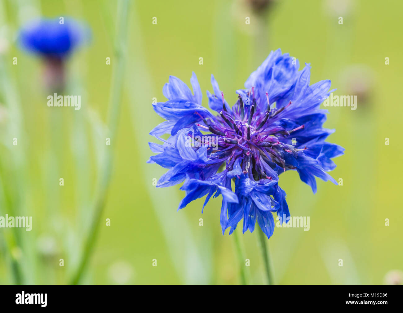 A macro shot of a blue cornflower bloom. Stock Photo