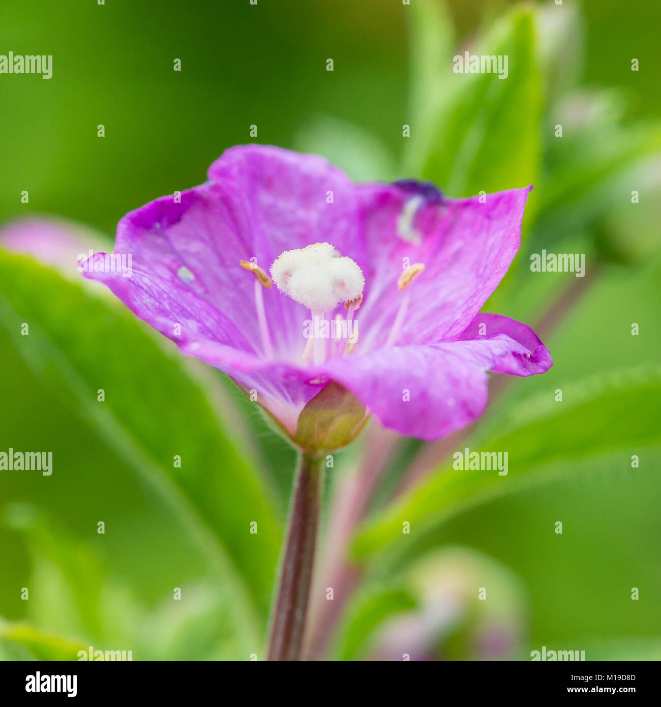 A macro shot of a magenta coloured great willowherb bloom. Stock Photo