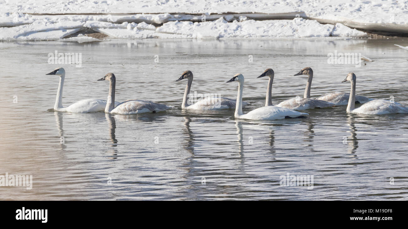 Flock of Trumpeter swans (Cygnus buccinator) on Des Moines River, Iowa