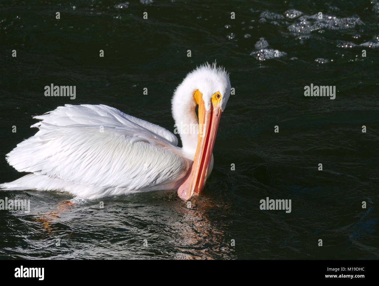 American white pelican filtering water with fish through sac Stock Photo