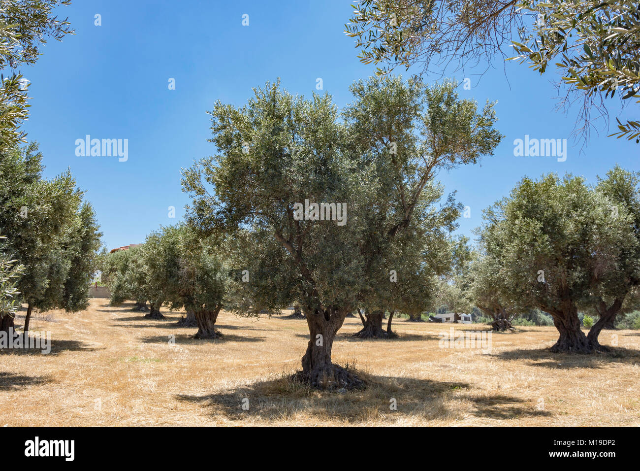 Olive tree grove, Rethimno Region, Crete (Kriti), Greece Stock Photo