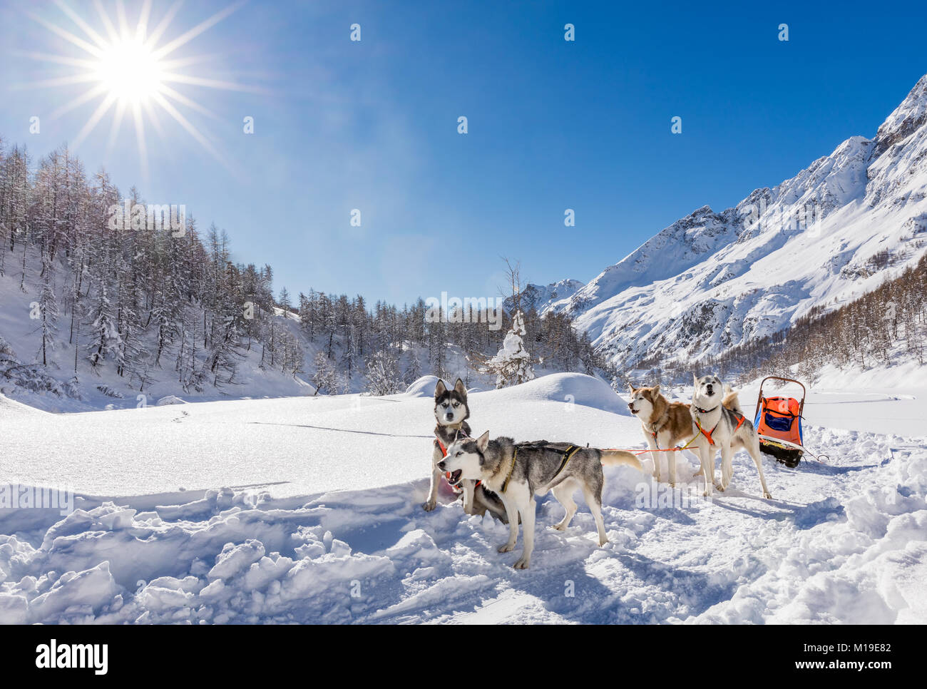 Siberian Husky sled dogs,Breuil-Cervinia, Aosta Valley, Italy Stock Photo