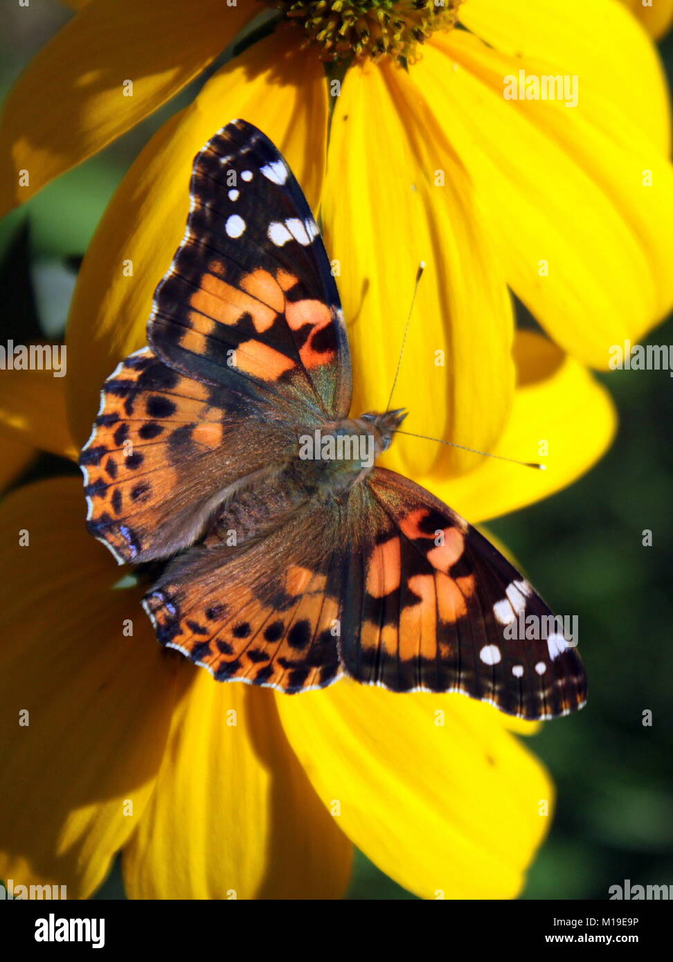 A flock of Painted Lady Butterflies showed up one august to feed on nectar from my large stands of Yellow Cone Flowers. Stock Photo