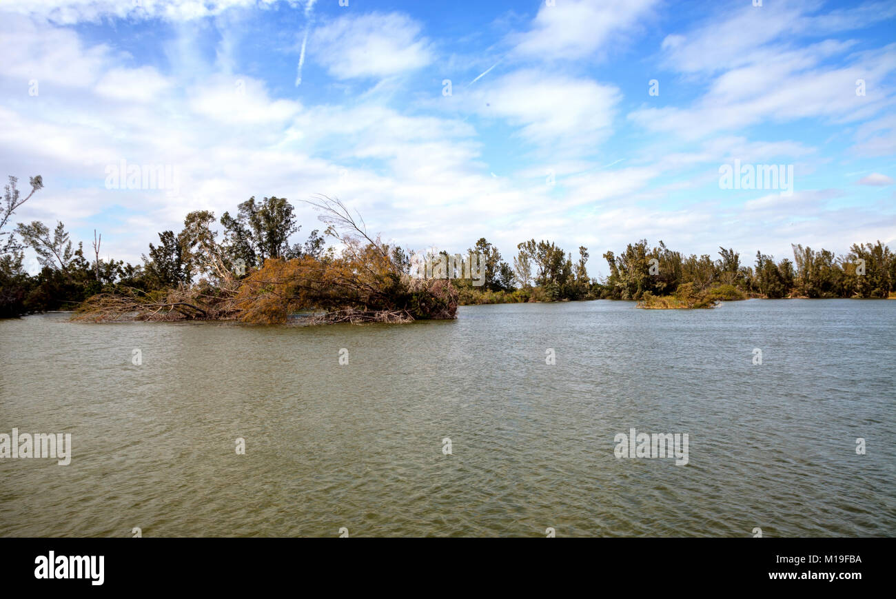 Uprooted trees and damage done by hurricane Irma in the swamp at Lakes Park in Fort Myers, Florida. Stock Photo