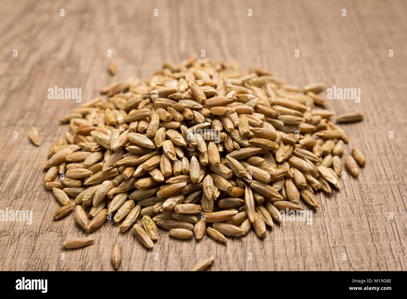 Secale cereale is scientific name of Rye cereal grain. Also known as