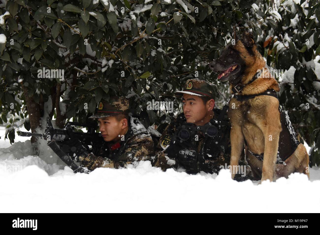 Hefei, China's Anhui Province. 27th Jan, 2018. A police dog is trained at a training base in Hefei, east China's Anhui Province, Jan. 27, 2018. Credit: Xu Wei/Xinhua/Alamy Live News Stock Photo