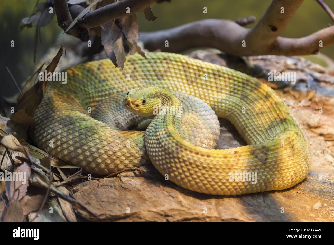 Curled Up Neotropical Rattlesnake (Crotalus Simus, Central American Rattlesnake), a venomous pit viper curled up in Reptile House in San Diego Zoo Stock Photo