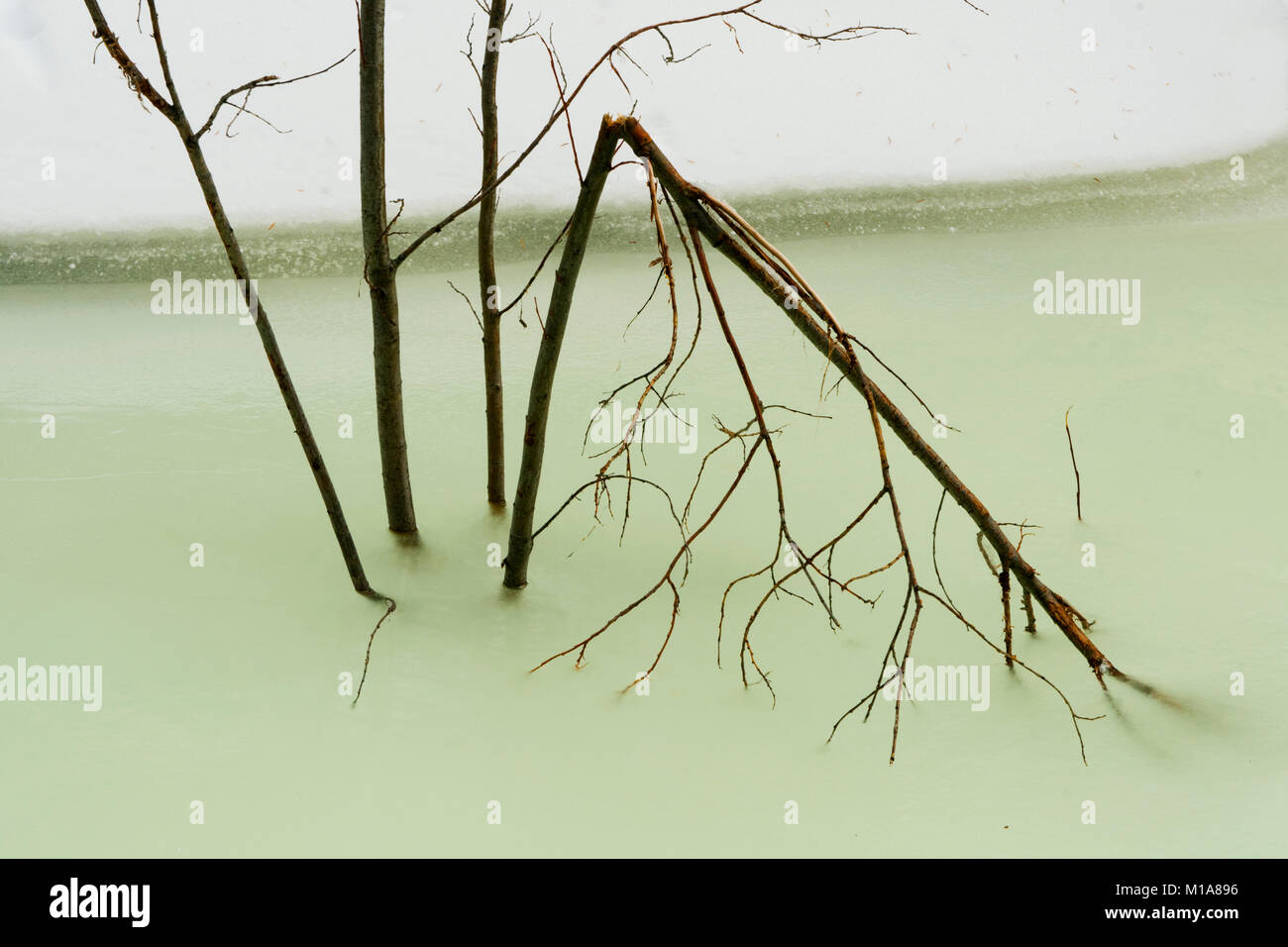 Broken twigs in frozen stream, Abraham Lake, Canadian Rockies, Alberta, Canada Stock Photo