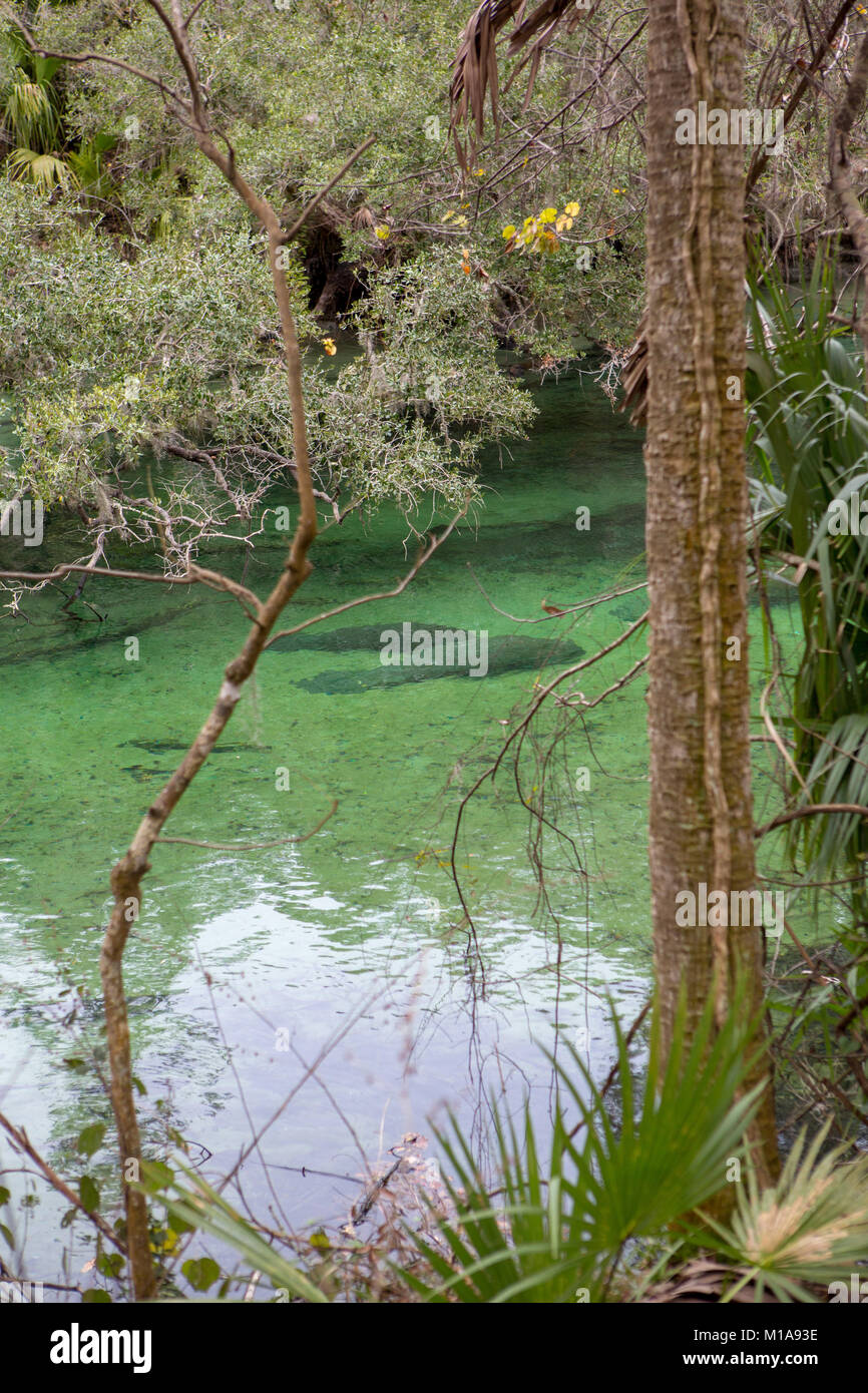 Manatees huddle in the spring for warmth on a cold day at Blue Springs ...