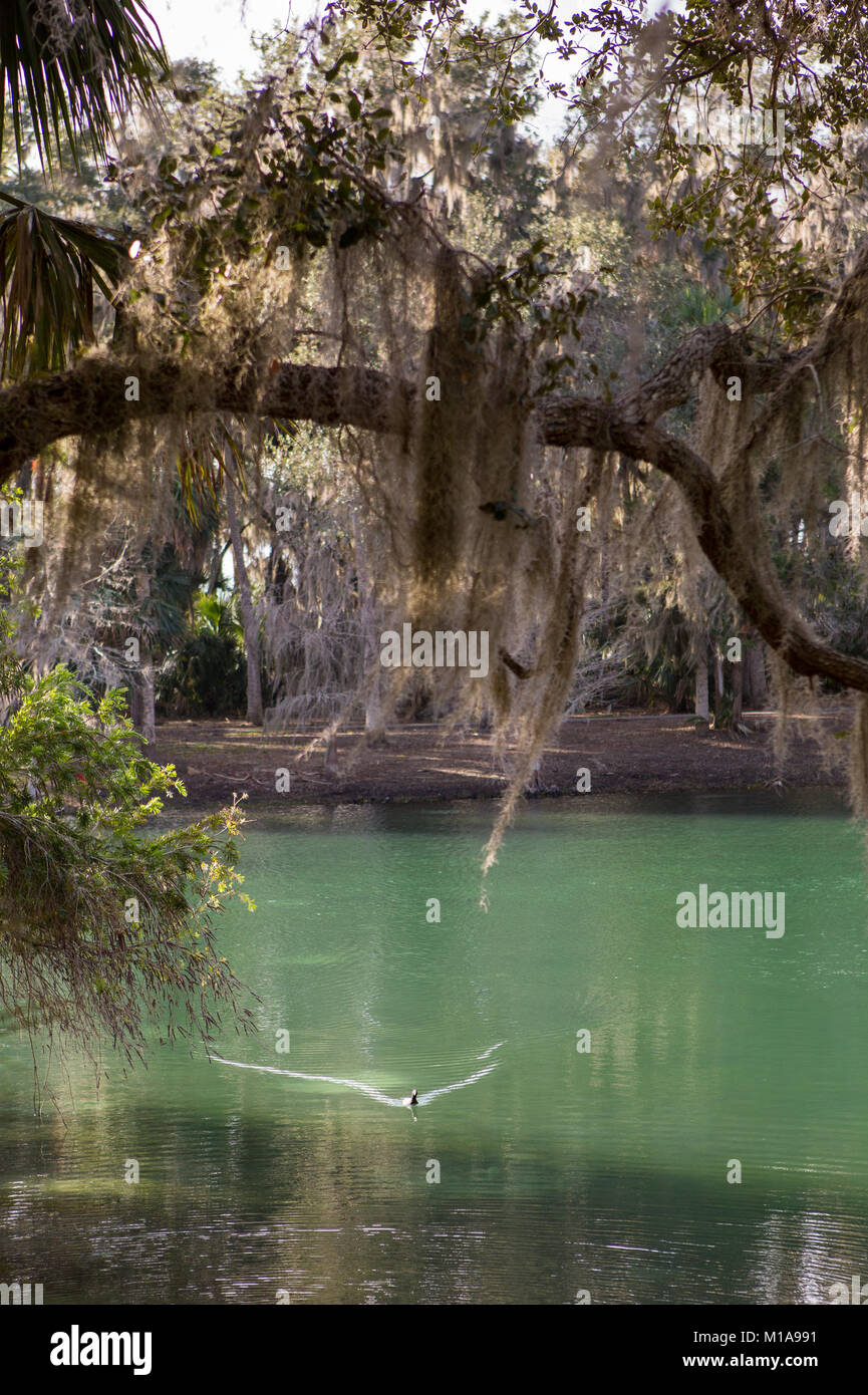 Gemini Springs, DeBary, Florida Stock Photo Alamy