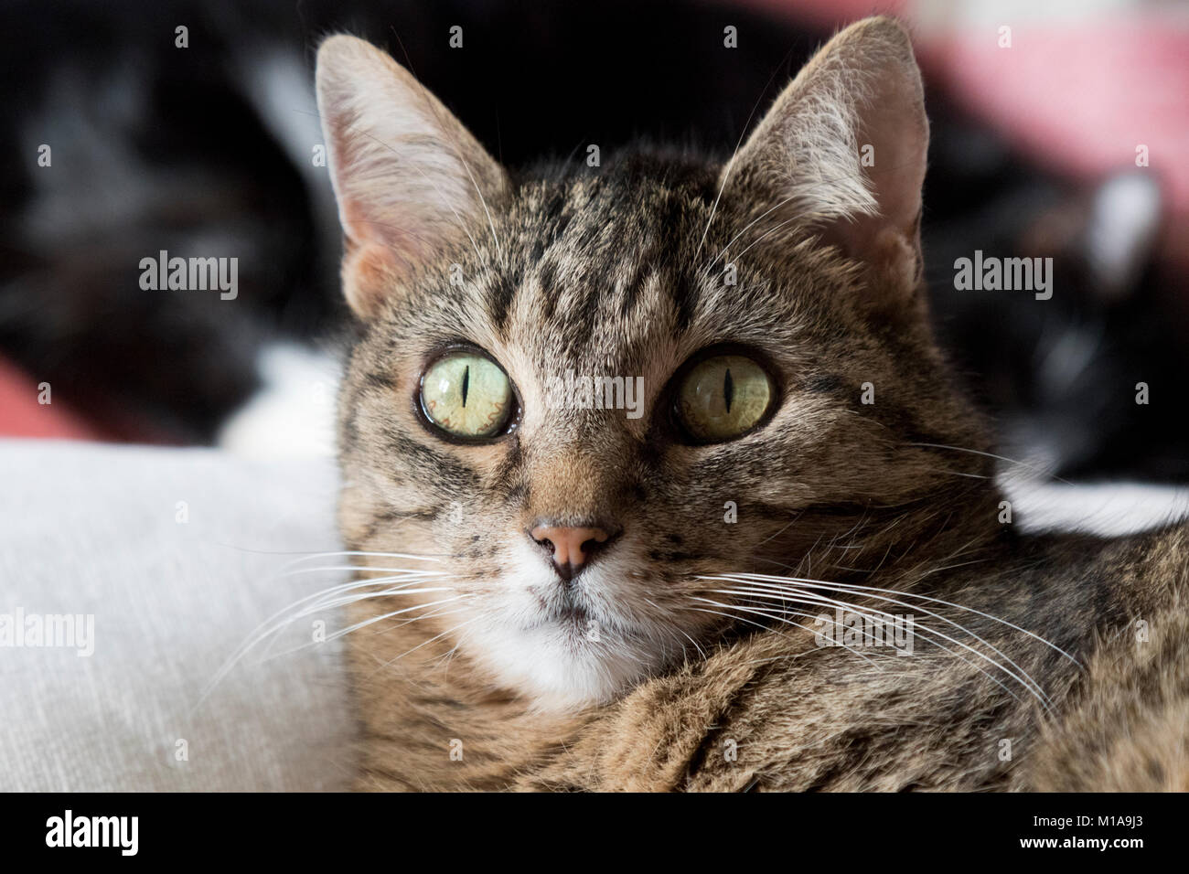 Tabby cat with pricked ears Stock Photo
