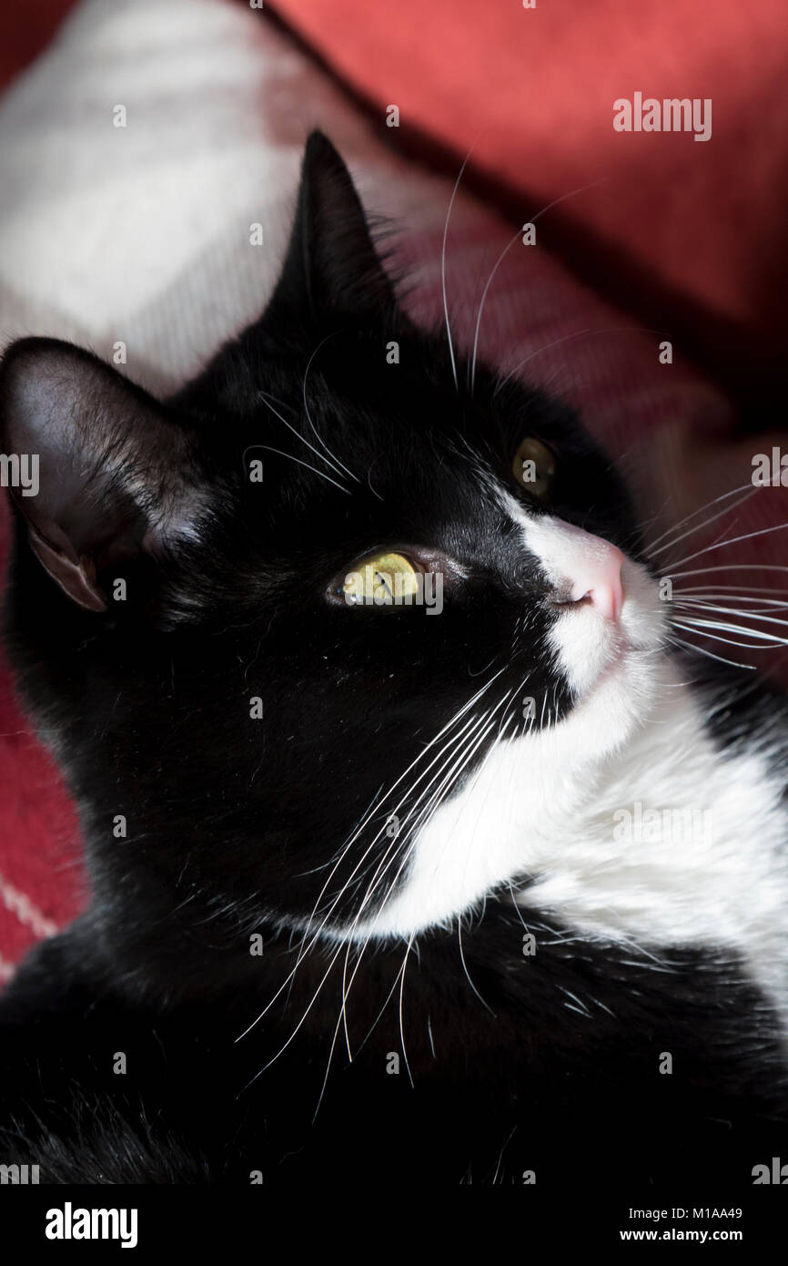 Black and white cat Stock Photo