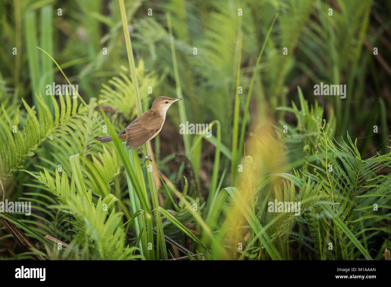 Plain prinia, wetland bird with evening  light, in the nature habitat, Water bird in nature habitat. Stock Photo