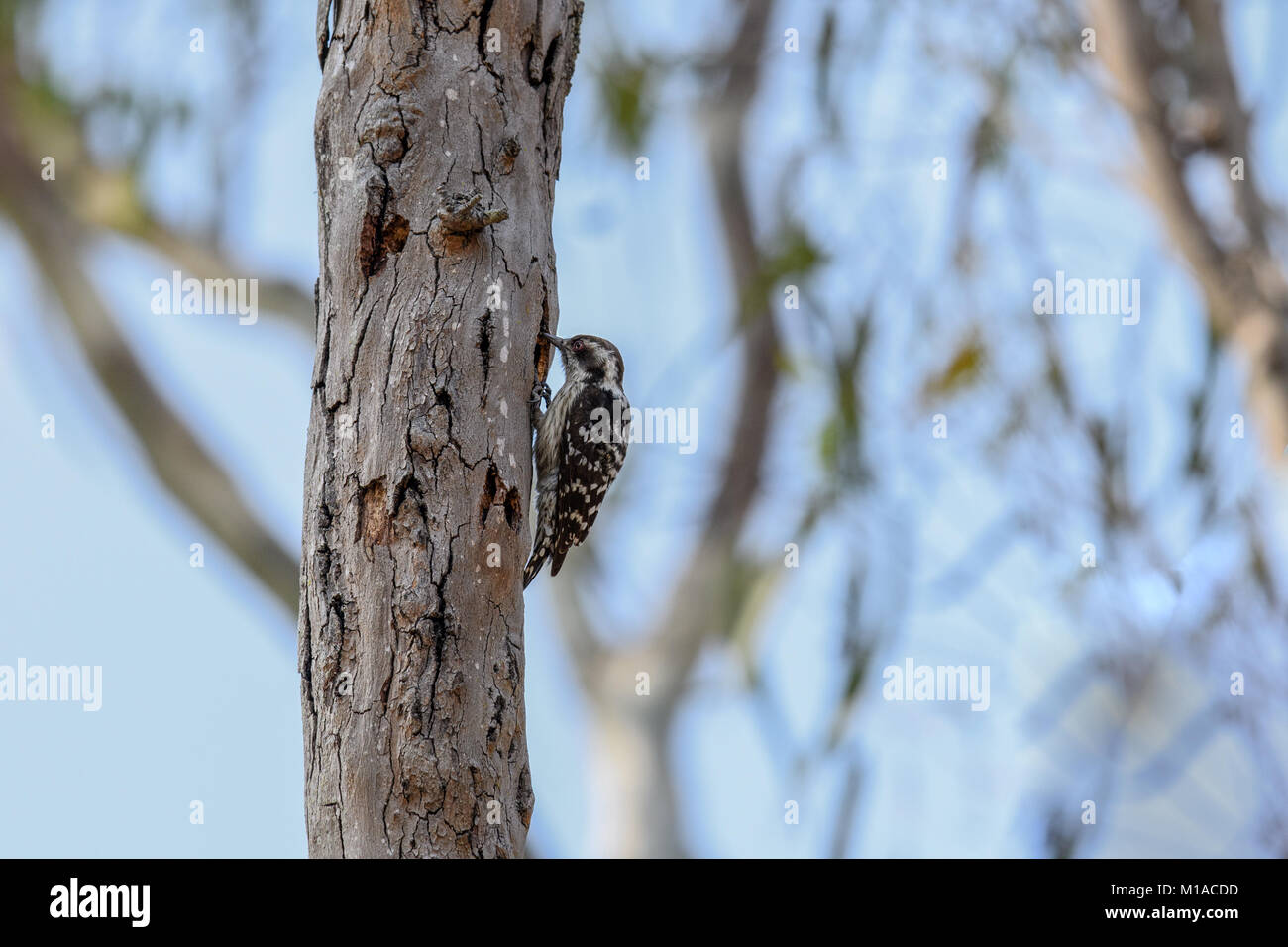 brown-capped pygmy woodpecker or  Indian pygmy woodpecker  close up in the nature. Stock Photo