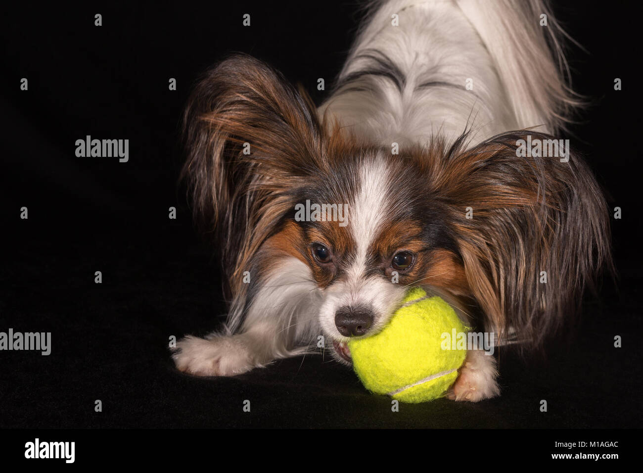 Papillon dog on ball hi-res stock photography and images - Alamy