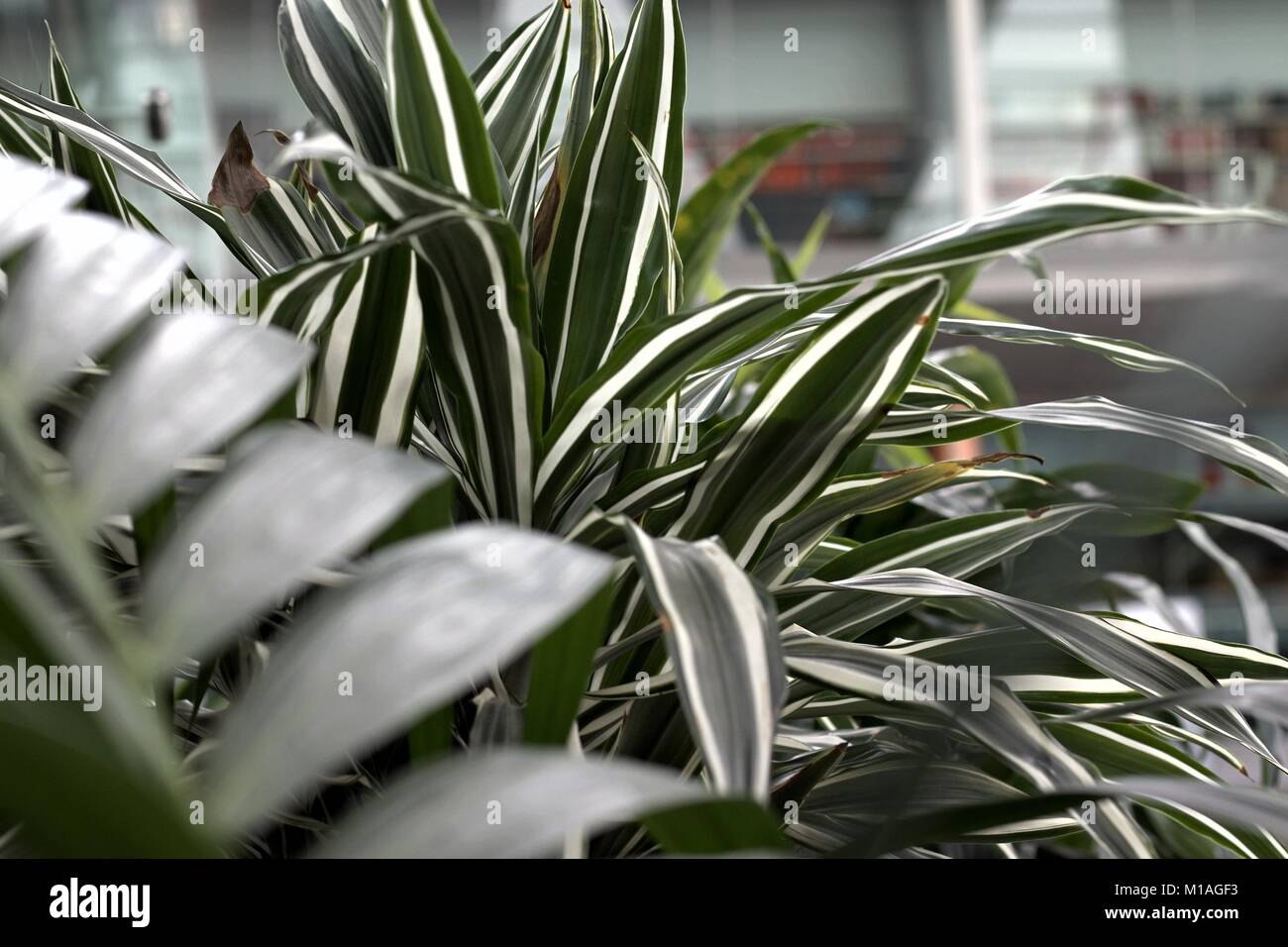 Green and white plants Stock Photo Alamy