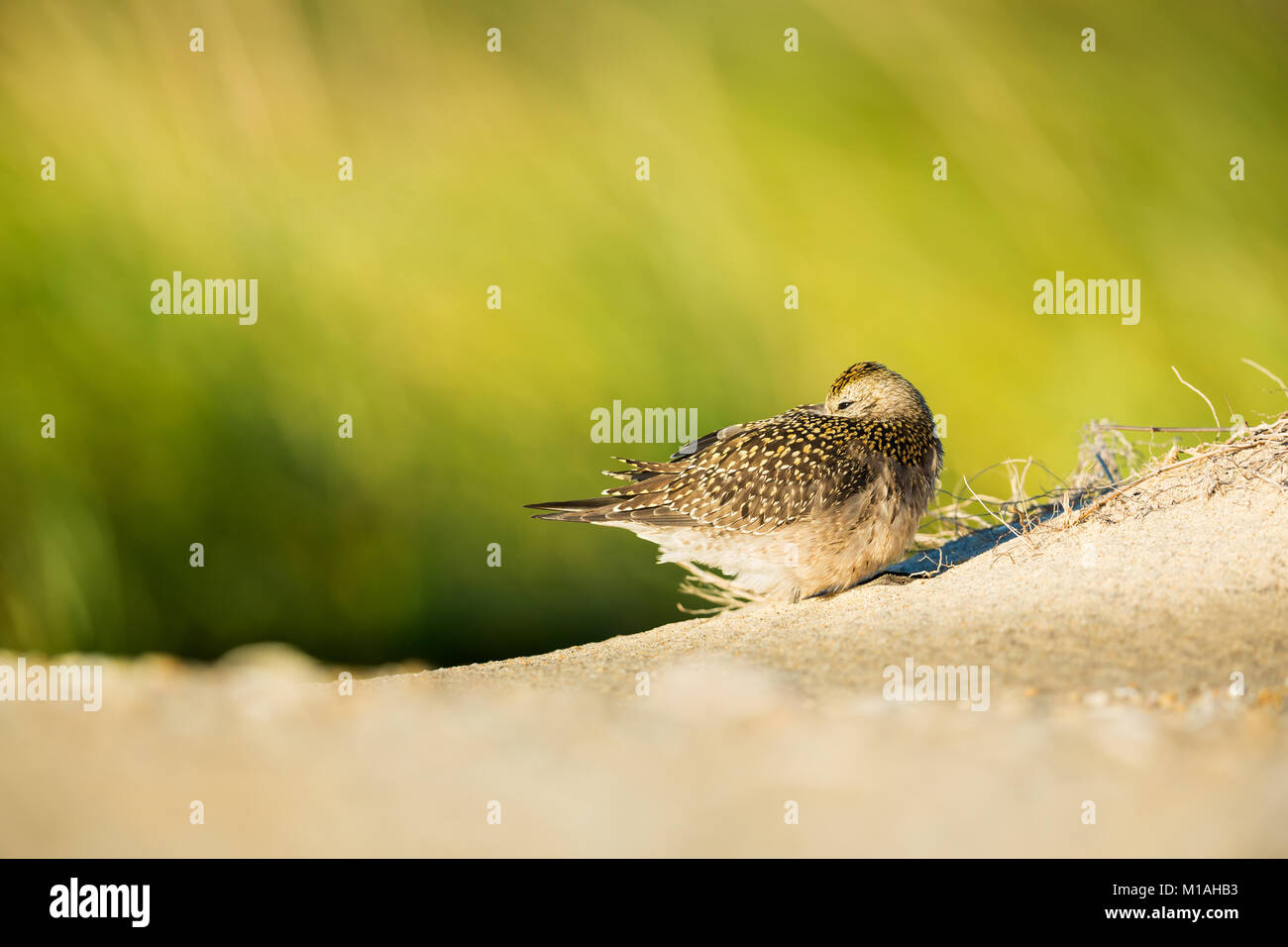 American Golden Plover resting on the beach Stock Photo