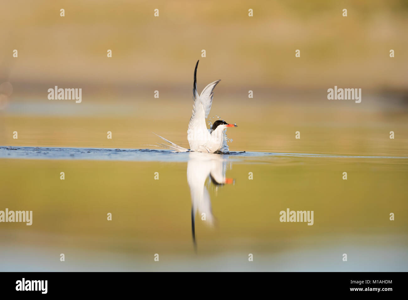 Adult Common Tern Taking A Bath In A Shallow Water Stock Photo Alamy