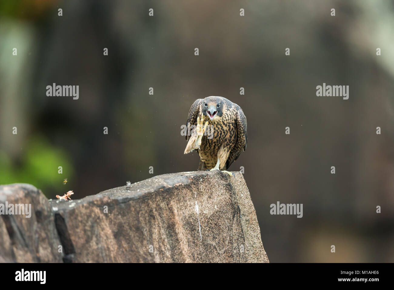 Juvenile Peregrine Falcon scratching its neck and showing its large foot / talons Stock Photo