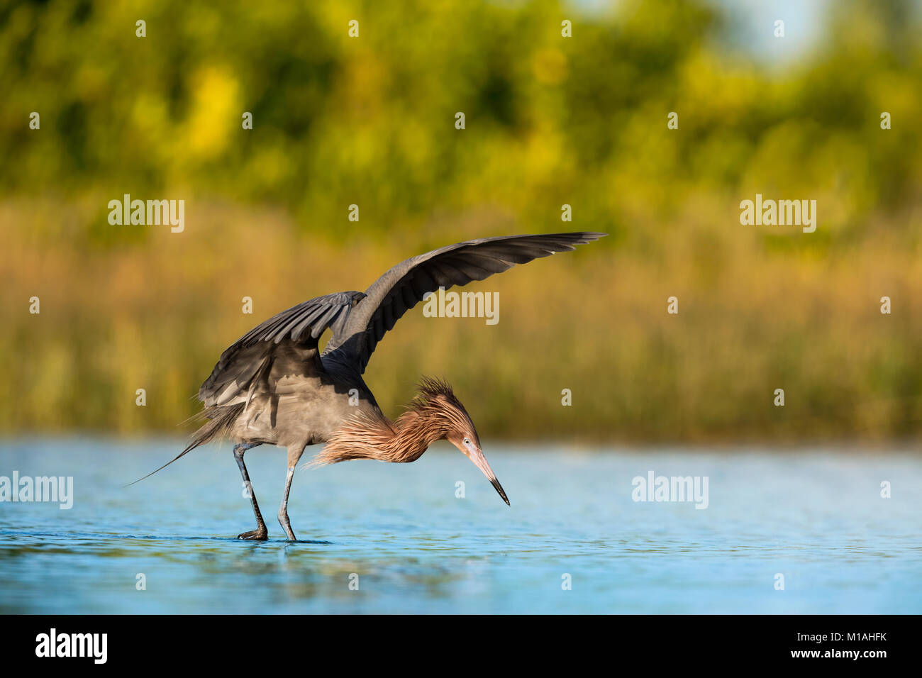 Adult Reddish Egret in the breeding plumage hunting the shallow waters of the Fort De Soto Park, Florida Stock Photo