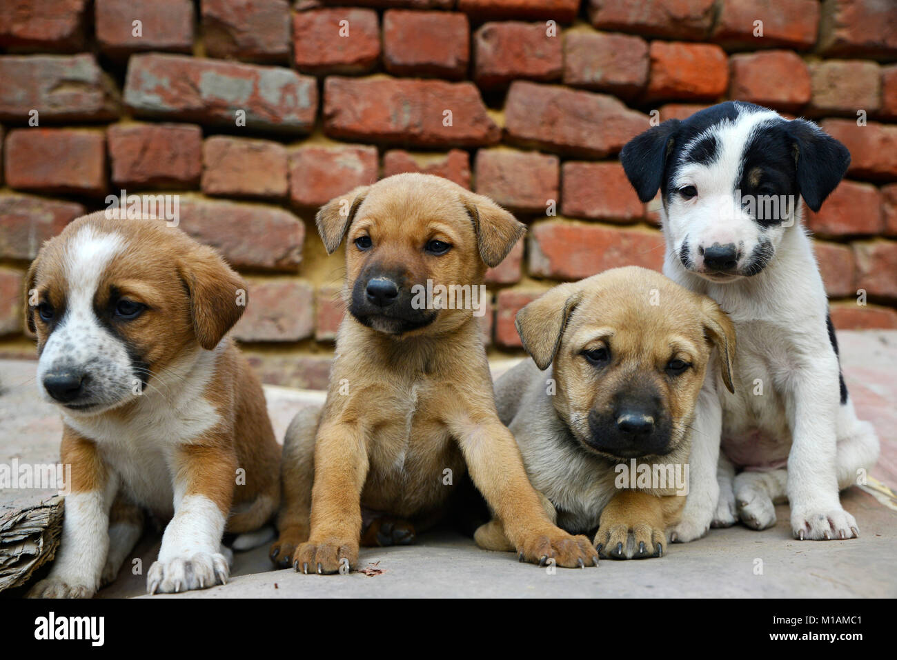 Why Are Puppies Playful