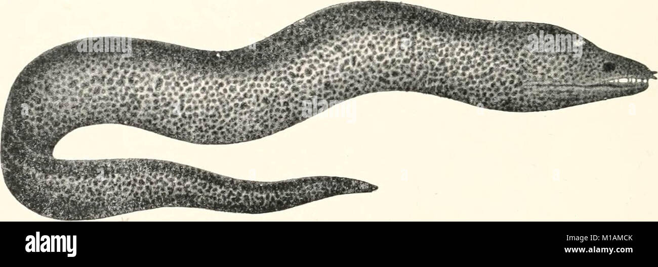 Vendenum