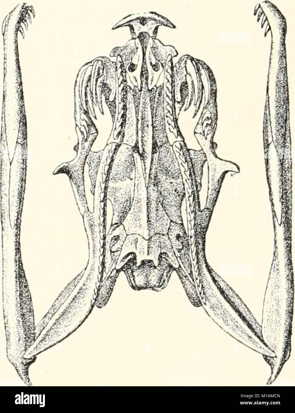 Vendenum
