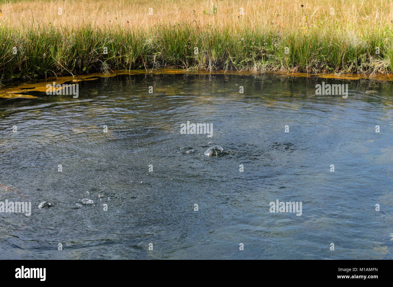 Grasses growing around the bubbling warm water of Terrace Spring