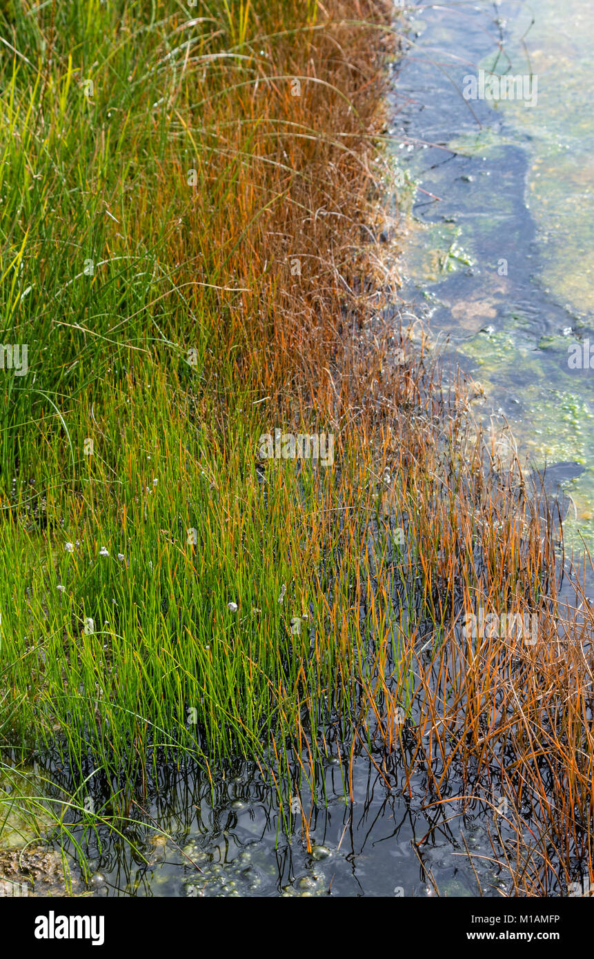 Grasses growing around the bubbling warm water of Terrace Spring