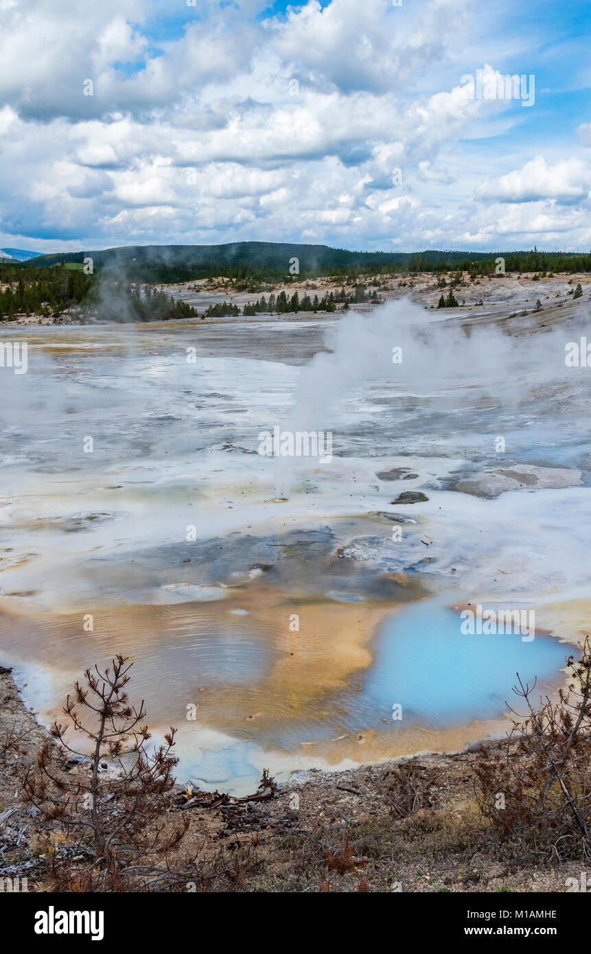 The milky blue pool of Porcelain Springs in the Norris Geyser Basin ...