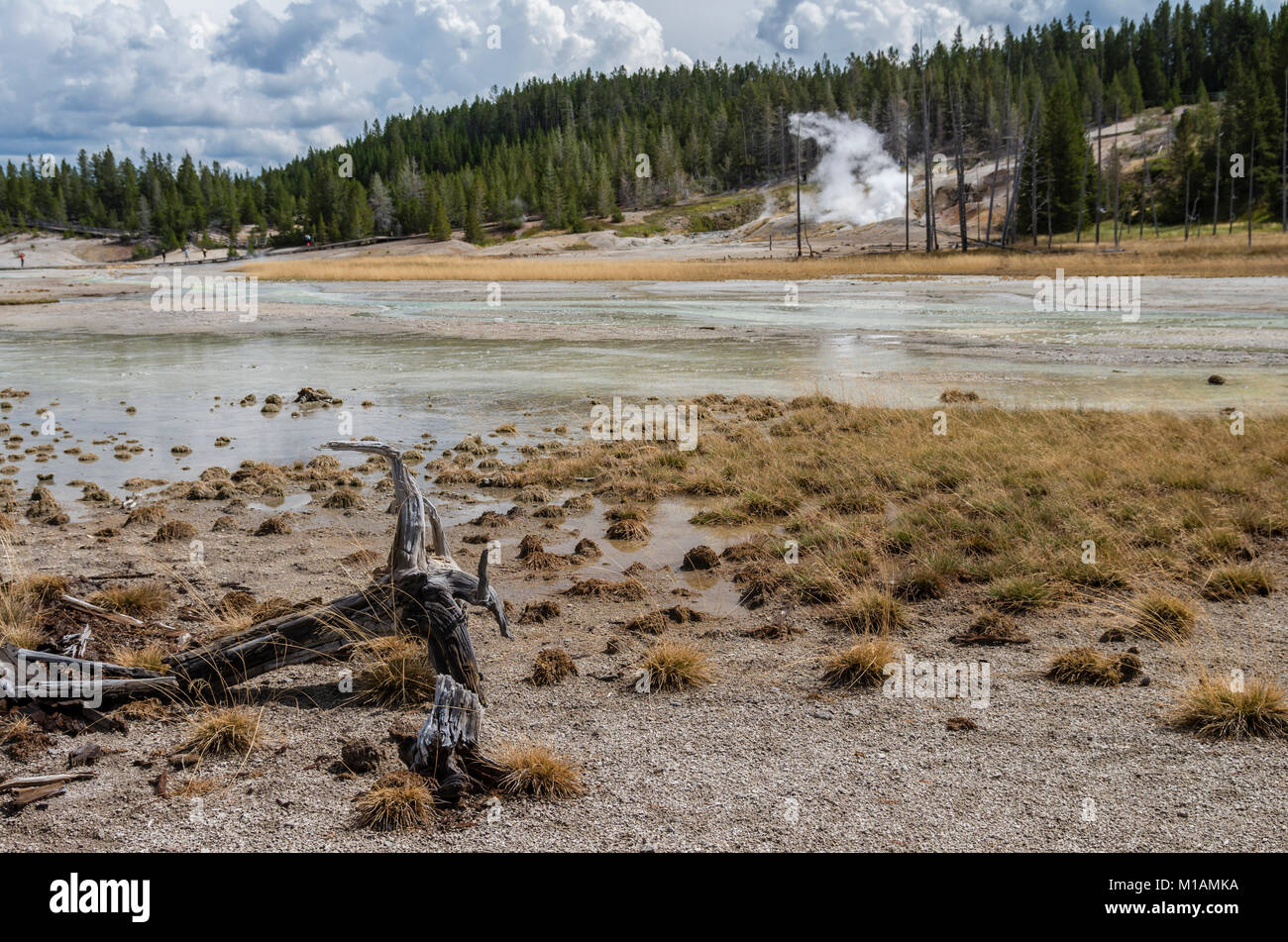 Geothermal features in the Crackling Lake area of the Norris Geyser Basin.  Yellowstone National Park, Wyoming USA Stock Photo