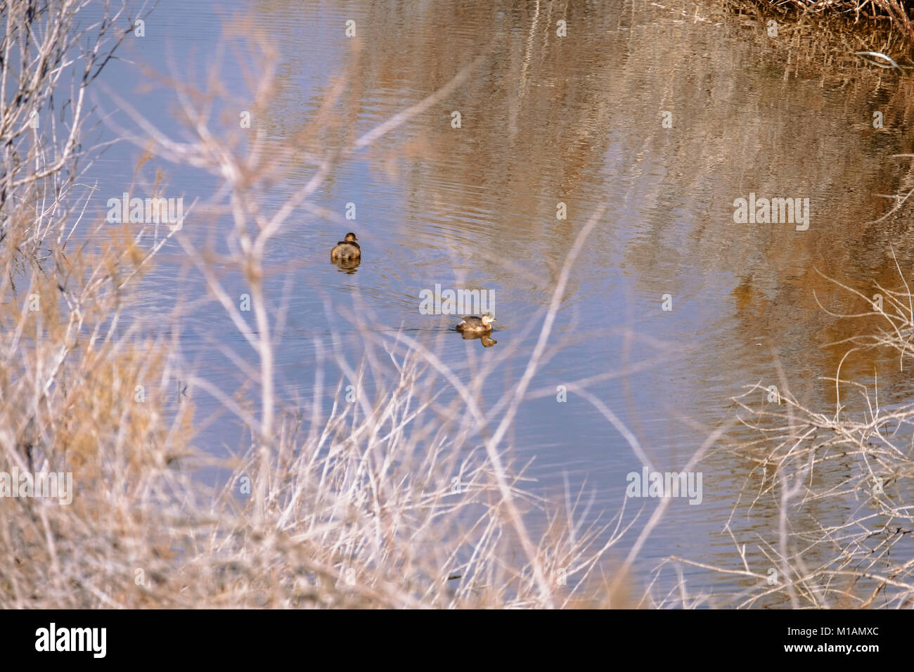 Ducklings on Oroklini lake in the dry season. Birds of Cyprus Stock Photo