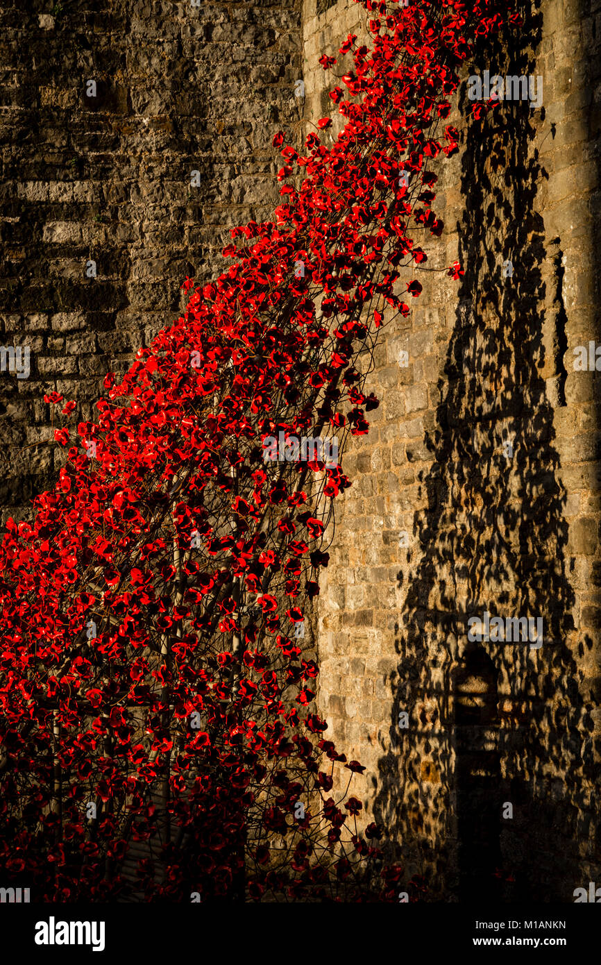 Display of ceramic red remembrance poppies at Caernarfon castle, North Wales Stock Photo