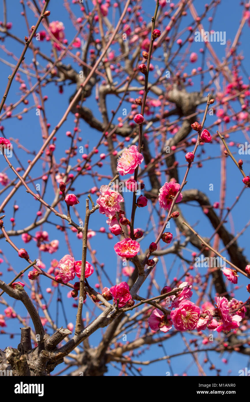 (27 January 2018 Osaka, Japan) Red Ume bloosoms (Prunus mume) flowering at a corner of Plum Garden in Osaka Castle Park Stock Photo