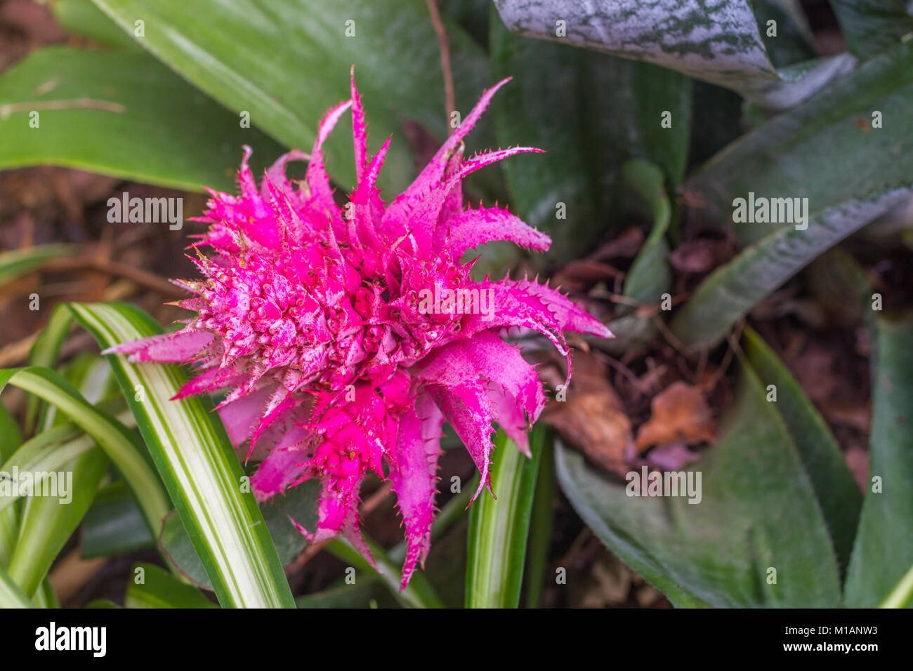Pink Bromeliad, Aechmea Fasciata Bloom Stock Photo