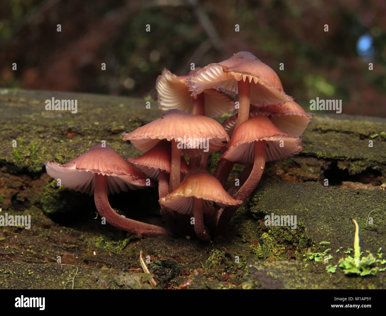 Mycena mushrooms (likely Mycena haematopus) growing on wood in a Pacific Northwest forest Stock Photo