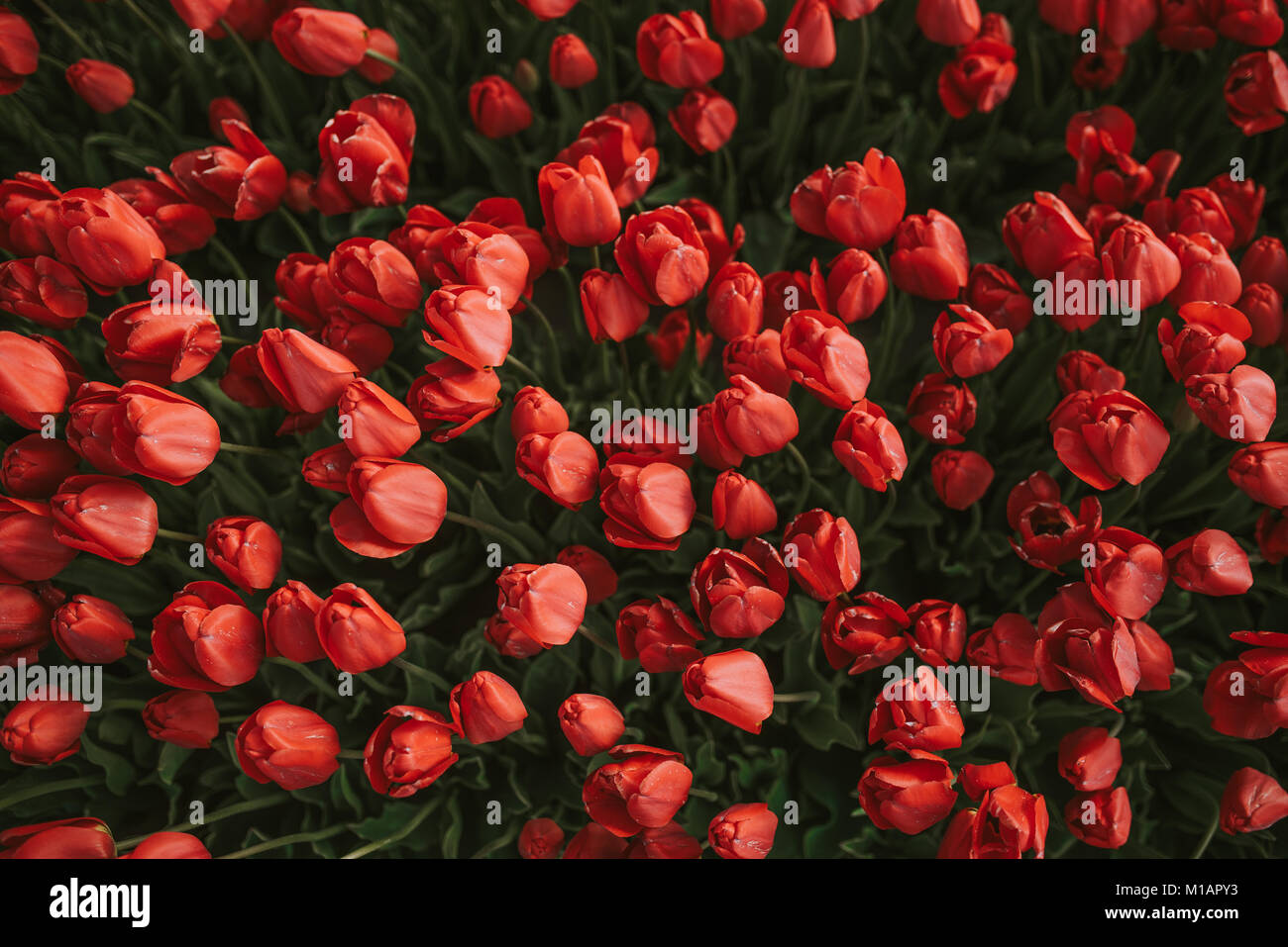 Flower Background. Fresh red tulips Garden. Field with red tulips in the Turkey. Stock Photo