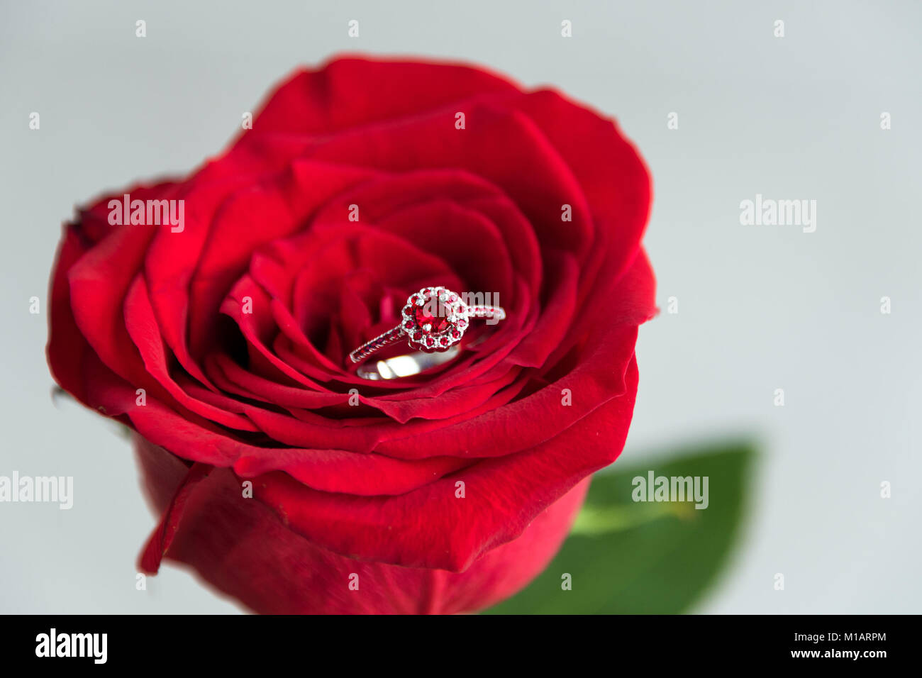 Rose in Bloom Ring | Sterling silver | Pandora US