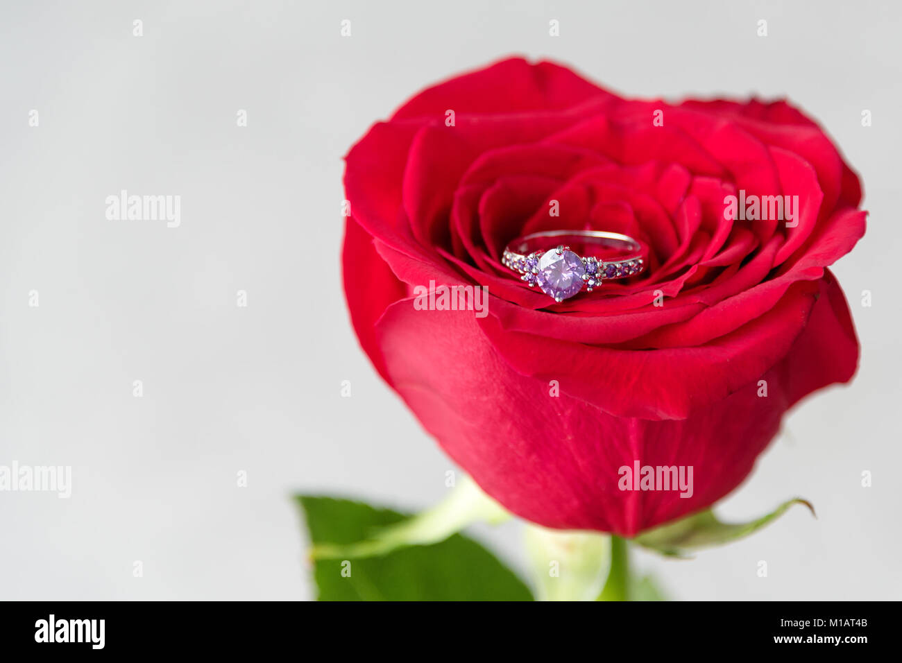 Sparkling engagement ring inside red rose. Romantic gift for valentines