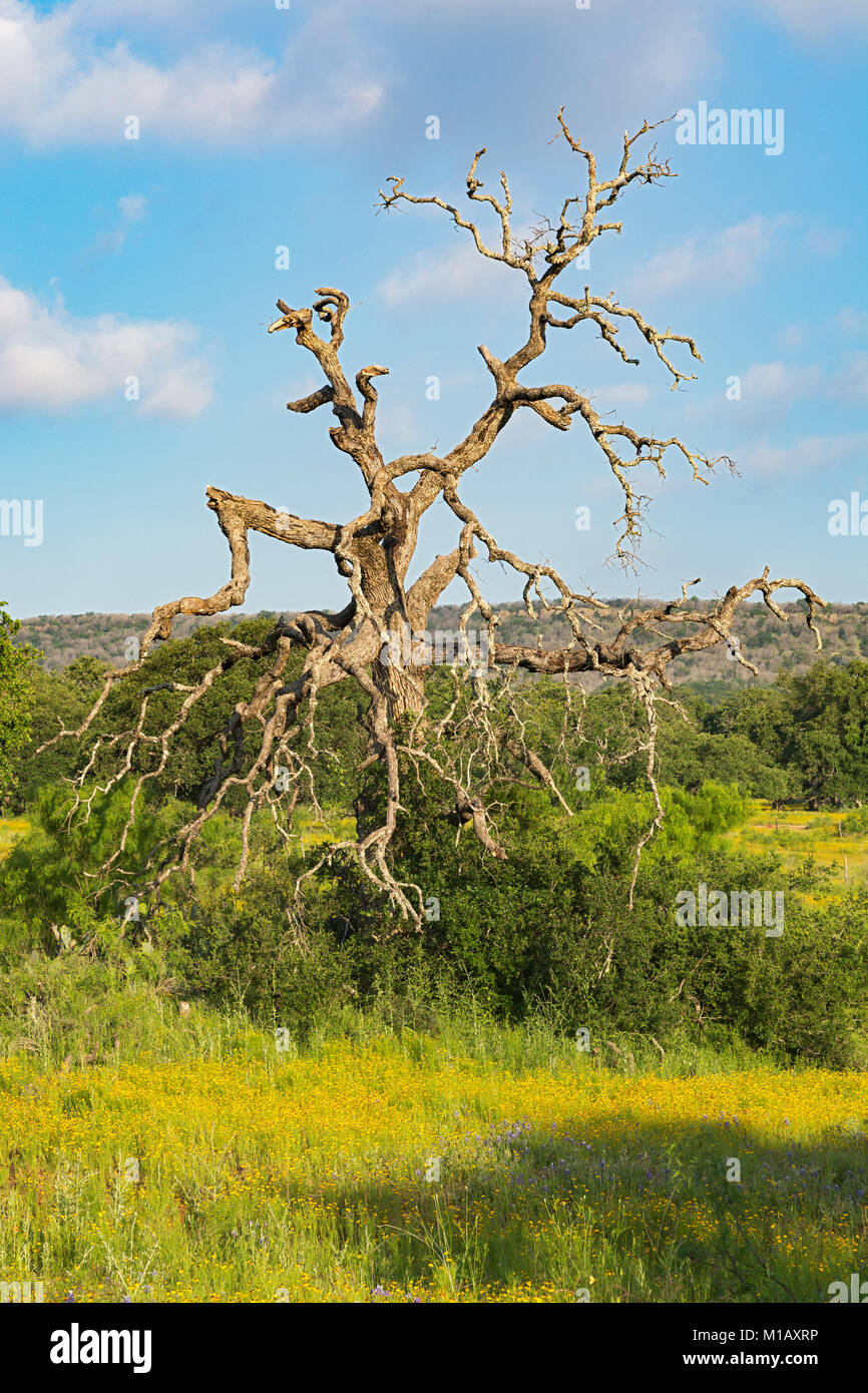 Texas, Hill Country, Gillespie County, view from Willow City Loop Road Stock Photo