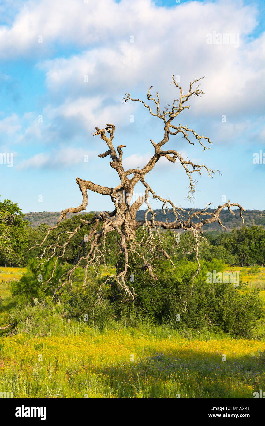 Texas, Hill Country, Gillespie County, view from Willow City Loop Road Stock Photo