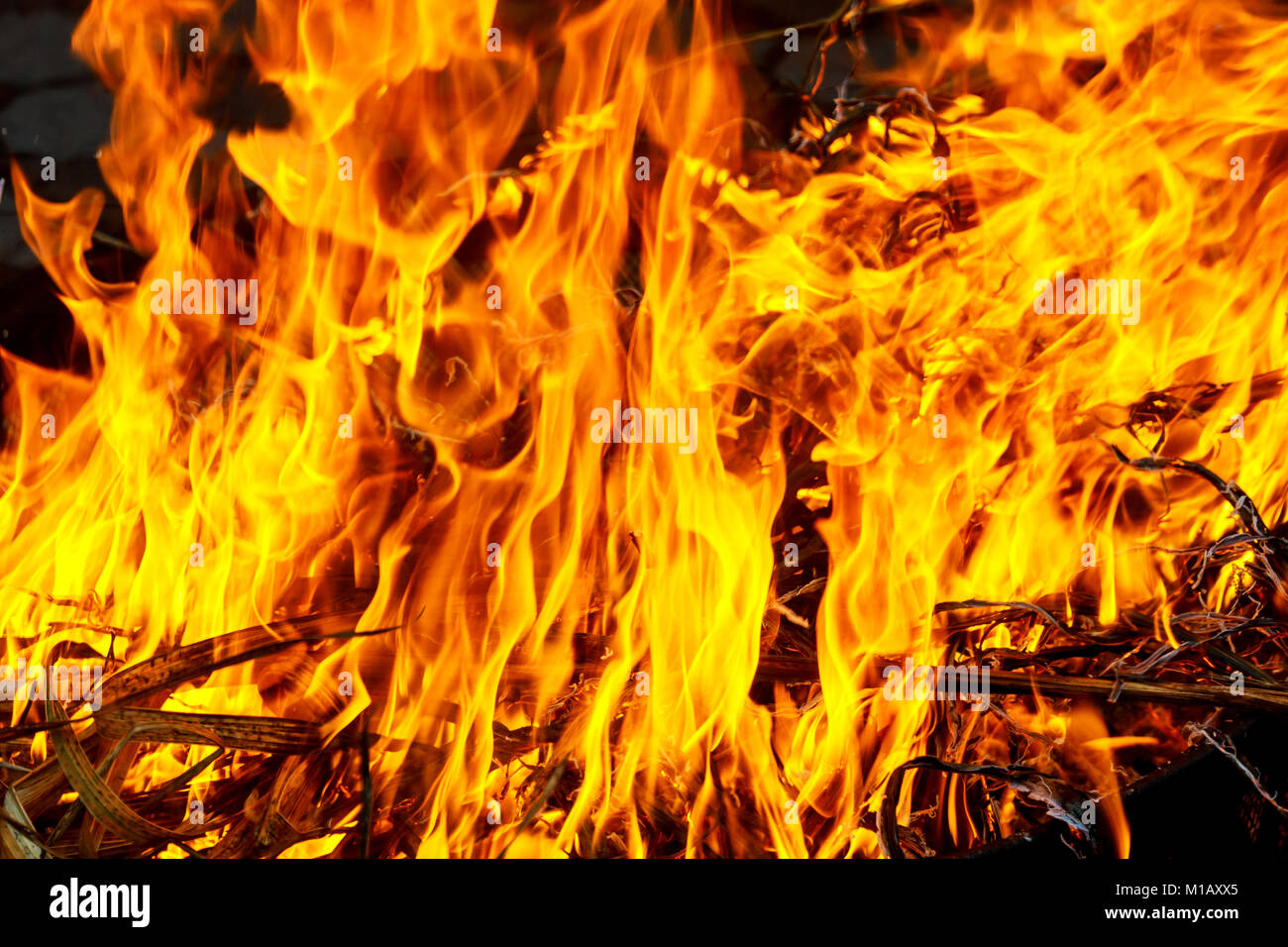 Macro shot of bonfire, white smoke, hot, glowing coal and fire. Burning branches and wood. fire burns grass and branches Stock Photo