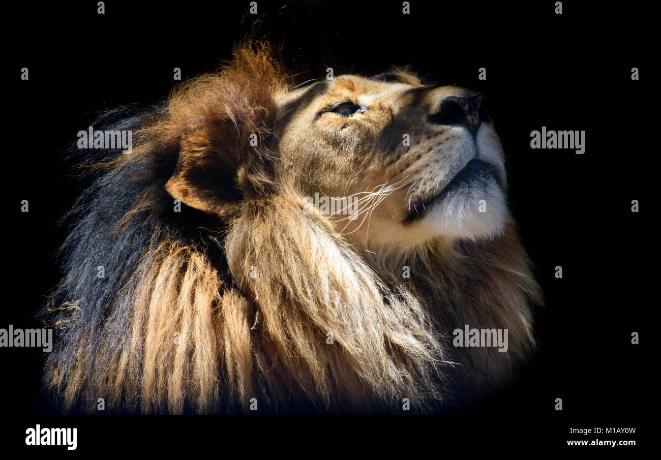close up portrait of a young lion Stock Photo