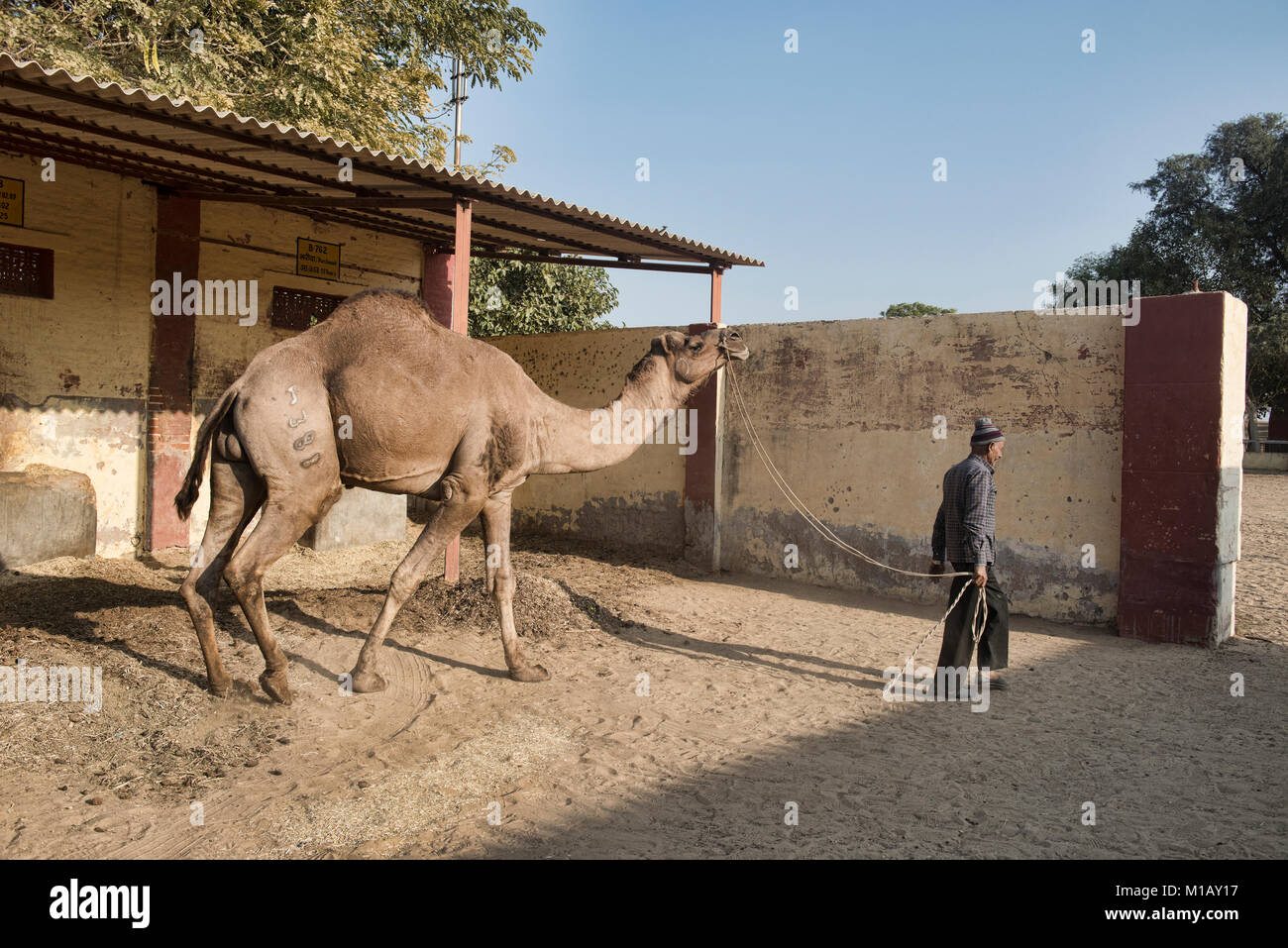 Camel at the Camel Breeding Farm in Bikaner, Rajasthan, India Stock Photo - Alamy Camel at the Camel Breeding Farm in Bikaner, Rajasthan, India Stock Photo - Alamy